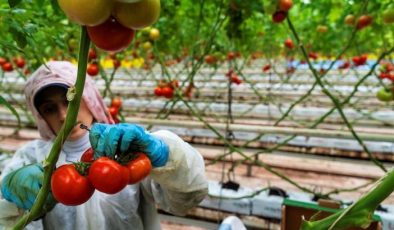 Hollanda’ya Manisa seralarından domates ihracatı