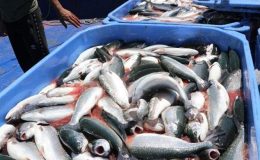 Karadeniz Somonuna, ‘Göl somonu’ darbesi