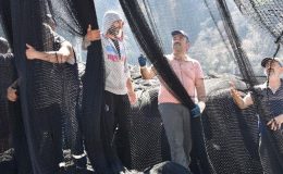 Karadeniz’de hamsi göçtü!