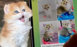 Petshoplarda yasaklandı, internete düştü! 17 bin liradan satılıyor